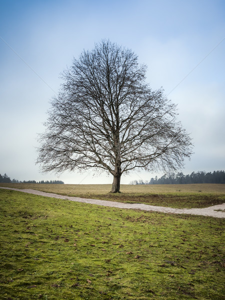 álmodik fa kép szép lombtalan égbolt Stock fotó © magann