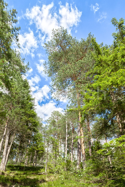 Сток-фото: деревья · Blue · Sky · изображение · лес · природы · пейзаж