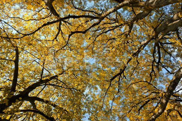 Automne feuille image Nice ciel arbre [[stock_photo]] © magann