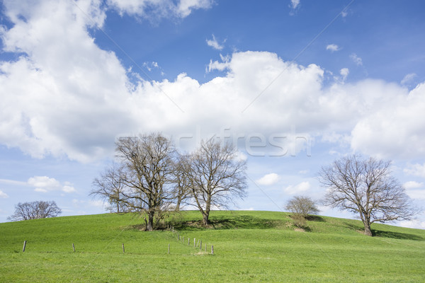 Fák felhők kép égbolt tavasz fű Stock fotó © magann