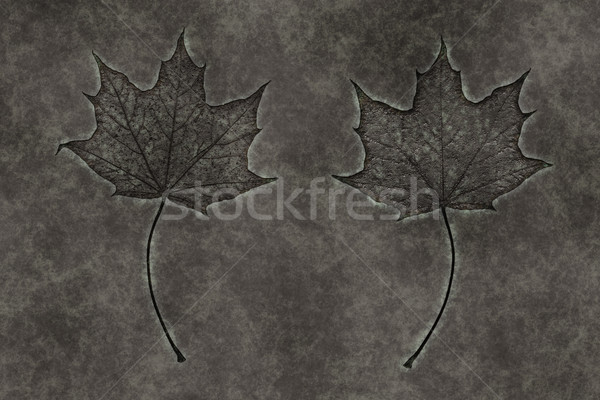 autumn leaf Stock photo © magann