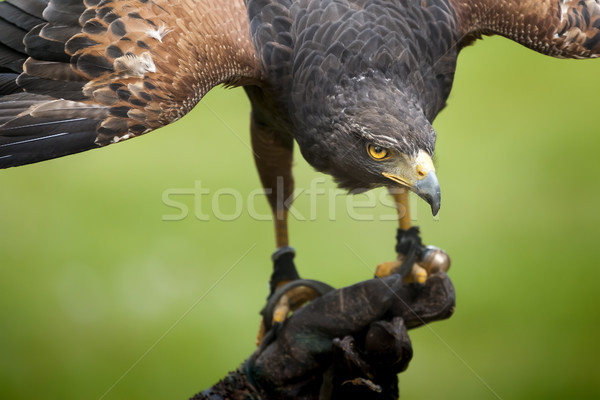 hawk bird Stock photo © magann