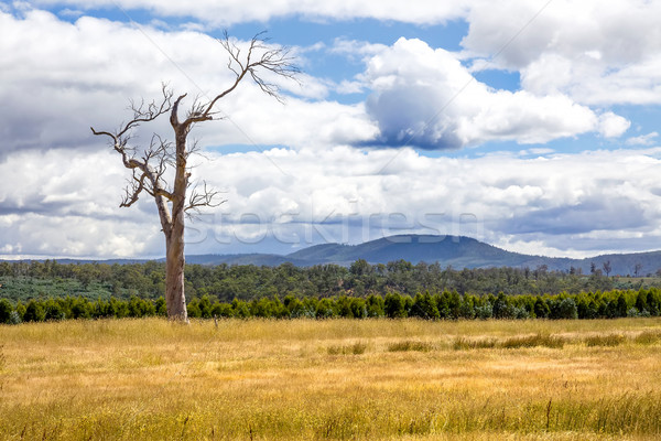 Tasmania krajobraz obraz piękna górskich lata Zdjęcia stock © magann