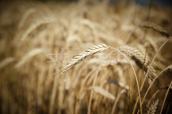 麦畑 画像 典型的な 食品 風景 フィールド ストックフォト © magann