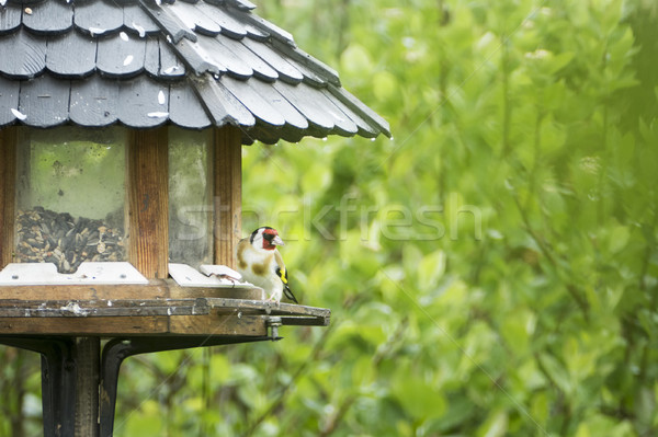 bird at the feeder Stock photo © magann