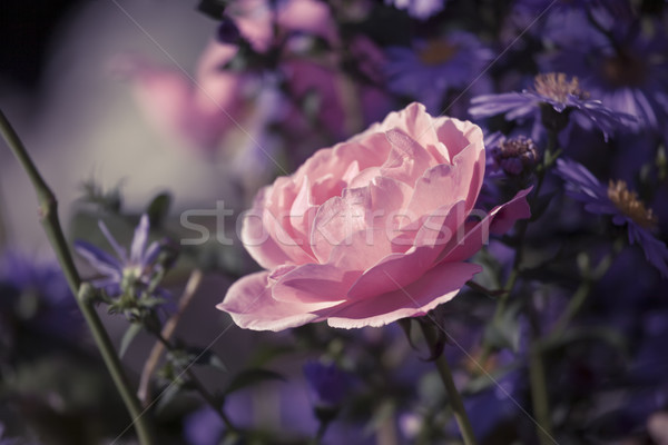 Gyönyörű rózsaszín rózsa virágoskert kép Stock fotó © magann