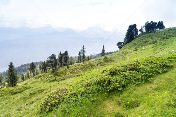Obraz nice krajobraz trawy drewna lasu Zdjęcia stock © magann