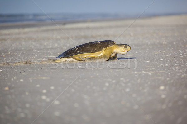 turtle at the beach Stock photo © magann