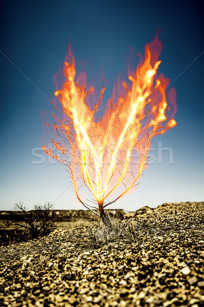 燃燒 刺 灌木 圖像 樹 火 商業照片 © magann