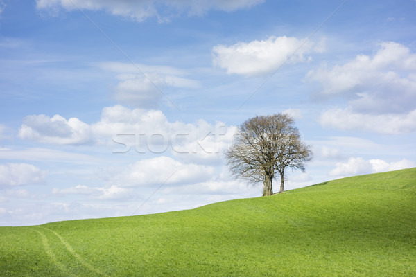 Fák felhők kép égbolt tavasz fű Stock fotó © magann