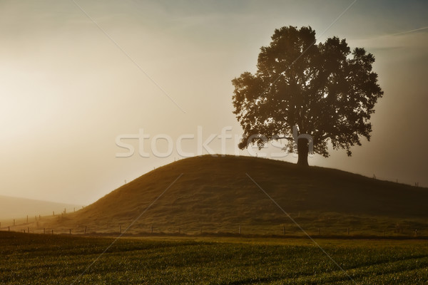 Stockfoto: Afbeelding · mooie · landschap · mist · gras · bos