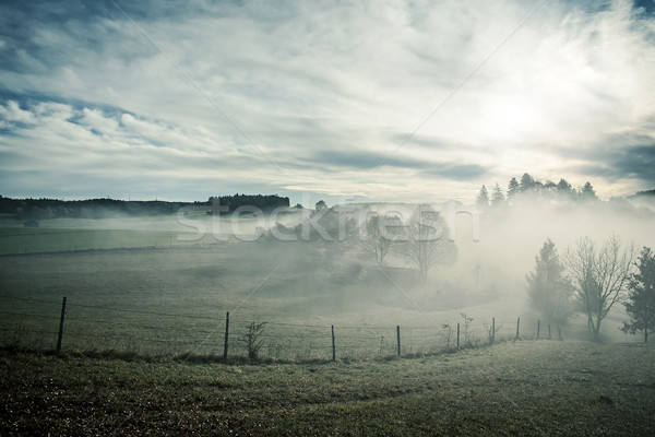 Misty scenario immagine nice foresta natura Foto d'archivio © magann