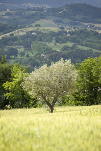 Jonge olijfboom afbeelding Italië hout veld Stockfoto © magann