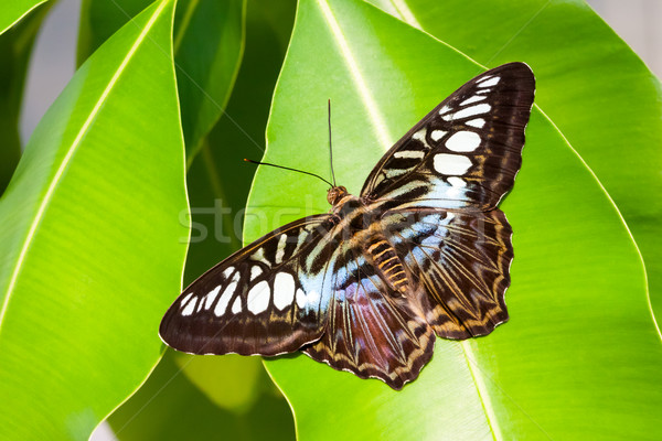blue tiger striped butterfly Stock photo © magann