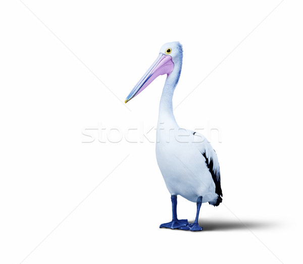 pelican Stock photo © magann