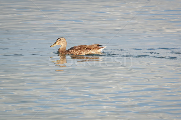 duck Stock photo © magann