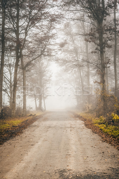 Misty foresta immagine bella nebbia erba Foto d'archivio © magann