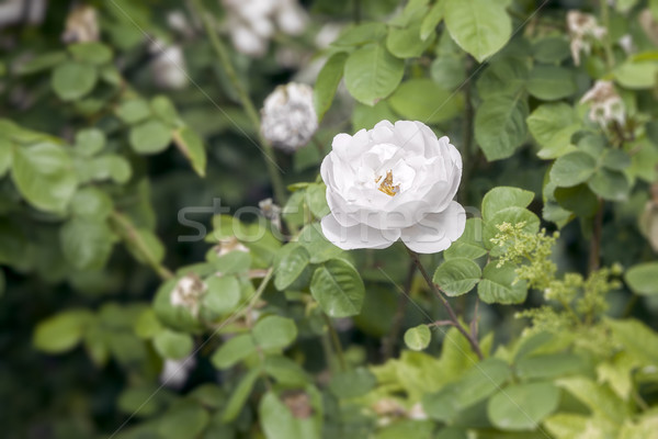 white wild rose Stock photo © magann