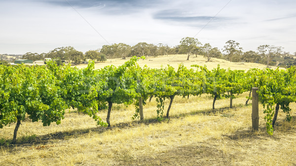 Vallei afbeelding landschap Australië wolken vruchten Stockfoto © magann