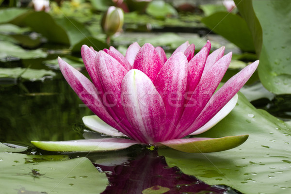 water lily Stock photo © magann