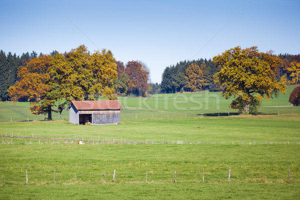 Otono paisaje Alemania imagen hierba forestales Foto stock © magann