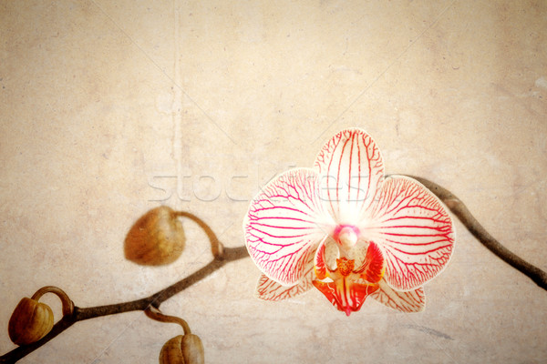 Foto stock: Grunge · orquídea · flor · imagem · belo · papel