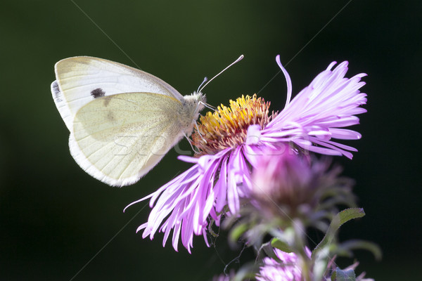 butterfly Stock photo © magann