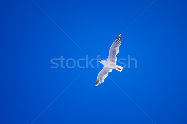 чайка Blue Sky изображение лет птица пространстве Сток-фото © magann