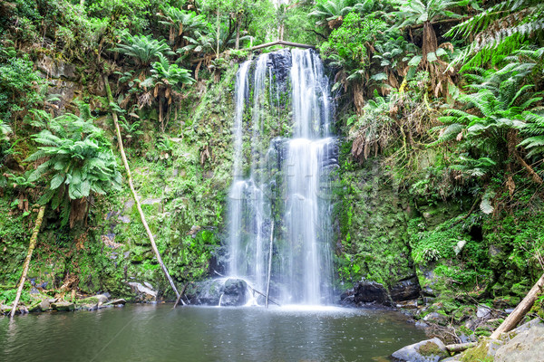 Wodospad tasmania obraz piękna charakter dziedzinie Zdjęcia stock © magann