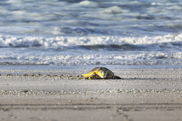 turtle at the beach Stock photo © magann