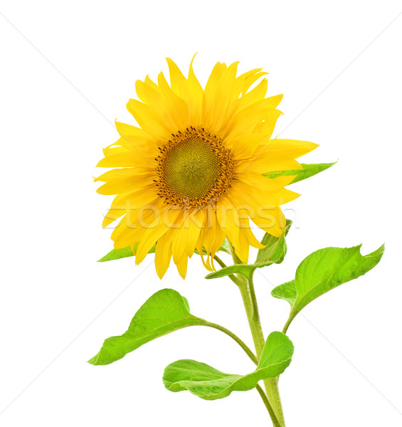 sunflower Stock photo © magann
