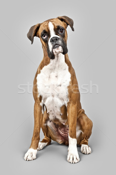 Foto stock: Boxeador · imagen · perro · funny · blanco · cachorro