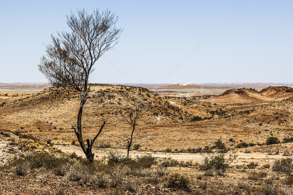 Bild groß Hund Landschaft orange blau Stock foto © magann