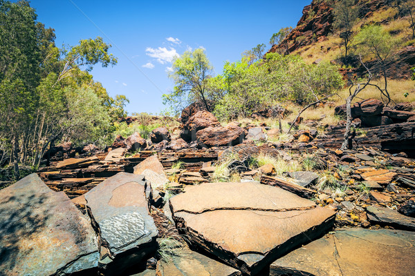 Australia obraz piękna charakter krajobraz drzew Zdjęcia stock © magann
