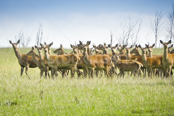 wild deer Stock photo © magann
