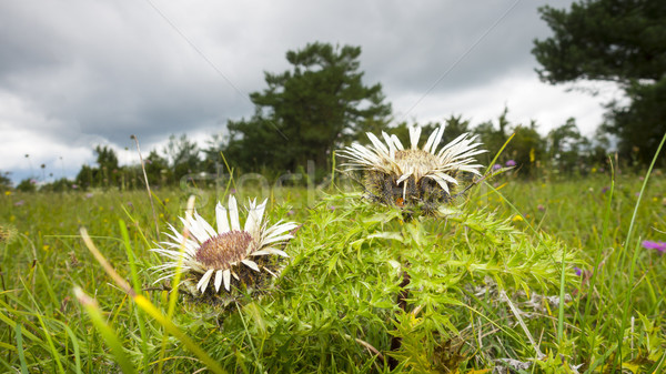 silver thistle in nature Stock photo © magann