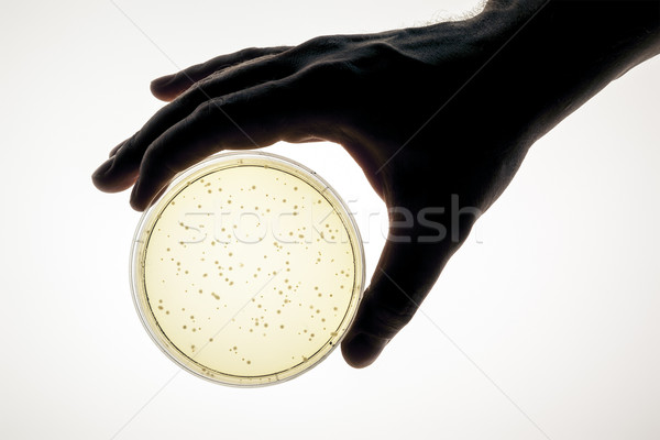 petri dish Stock photo © magann