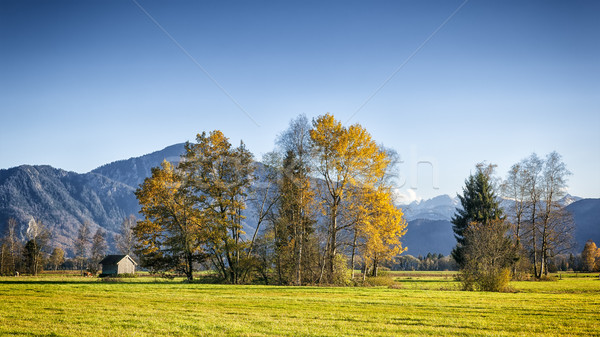 ősz díszlet kép fű erdő háttér Stock fotó © magann