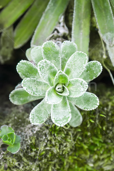 succulent plant Stock photo © magann