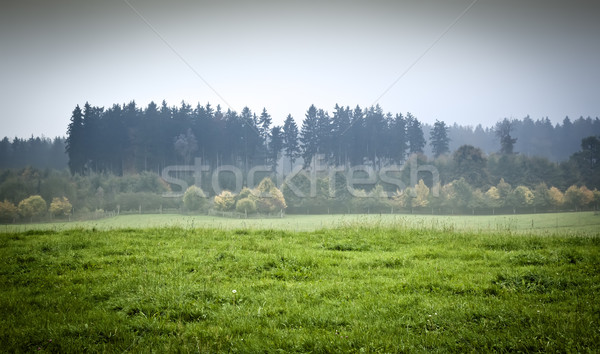 Imagem belo paisagem dente árvore grama Foto stock © magann