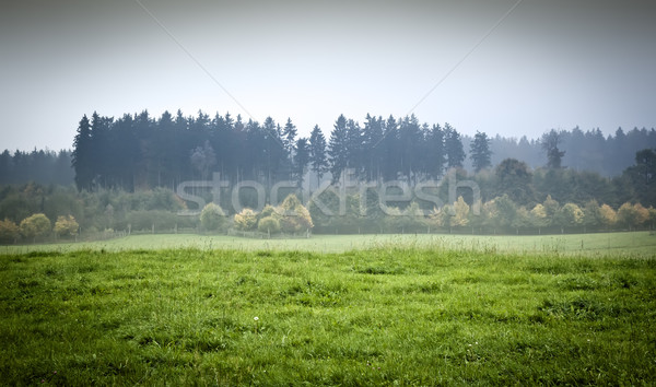 Kép gyönyörű tájkép köd fa fű Stock fotó © magann