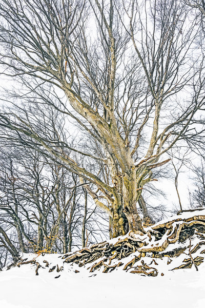 winter tree Stock photo © magann