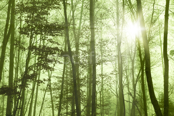 Orman görüntü güzel ağaç güneş Stok fotoğraf © magann