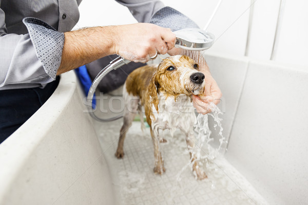 bathing a cute dog Stock photo © magann