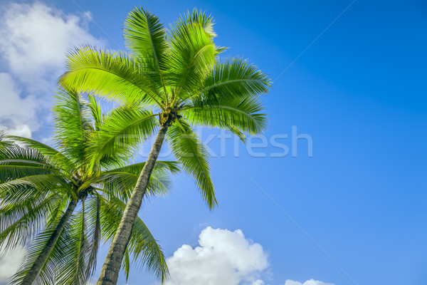 Palmboom afbeelding twee mooie palmbomen Blauw Stockfoto © magann