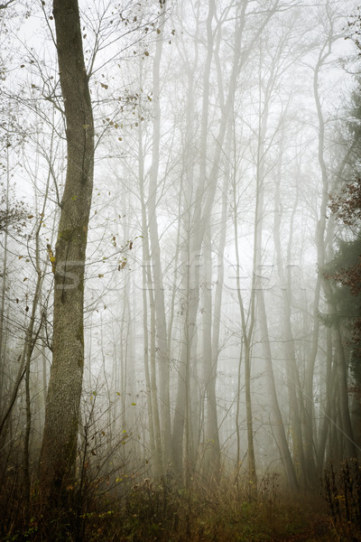 Imagen hermosa forestales niebla luz naranja Foto stock © magann