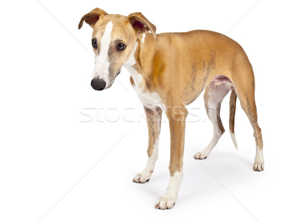 Imagine de stoc: Imagine · frumos · câine · alb · natură · în · picioare