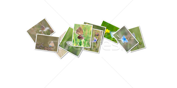 butterfly collection Stock photo © magann