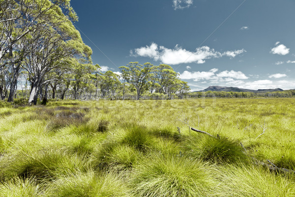 meadow Stock photo © magann