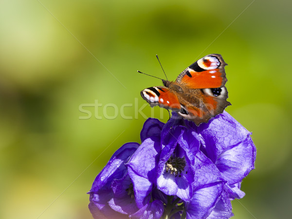Inachis Io butterfly Stock photo © magann